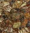 Composite Plate Of Agatized Ammonite Fossils #107215-1